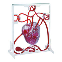Pumping Human Heart Model  hi-res