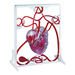 Pumping Human Heart Model  hi\-res