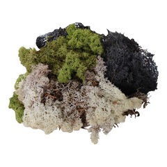 Natural Moss 3pk  hi-res