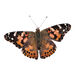 Butterfly Garden Life Cycle Kit  hi\-res