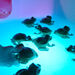 Terrific Talking Frogs  hi\-res