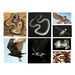 Polydron Animal X\-Rays and Picture Cards  hi\-res