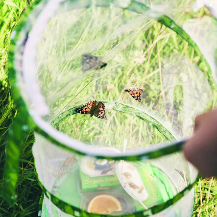 Butterfly Garden Life Cycle Kit  hi\-res