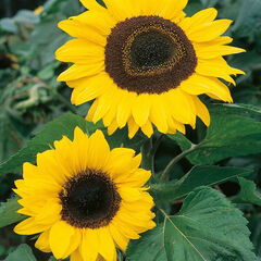 Giant Sunflower Seeds  hi-res