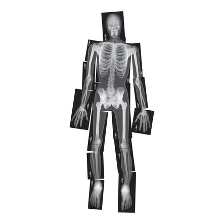 Life\-Size Human X\-Rays  hi\-res