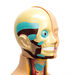 Human Body Anatomical Torso  hi\-res