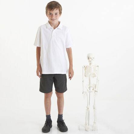 Boney Tony Half Sized Human Skeleton Model  hi\-res