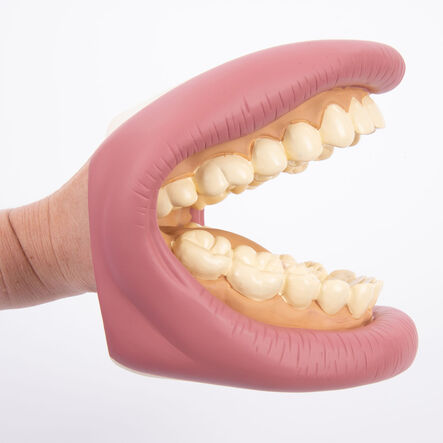Giant Teeth and Toothbrush Model  hi\-res