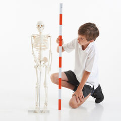 Boney Tony Half Sized Human Skeleton Model  hi-res