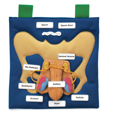 Reproductive Organ Display Vests  hi\-res