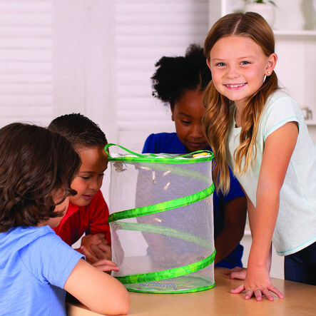 Butterfly Garden Life Cycle Kit  hi\-res