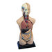 Human Body Anatomical Torso  hi\-res
