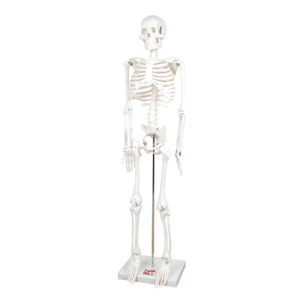 Boney Tony Half Sized Human Skeleton Model  hi\-res