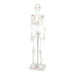 Boney Tony Half Sized Human Skeleton Model  hi\-res