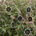 TTS Eco Daisy Outdoor Mark Making Playground Pack  hi\-res