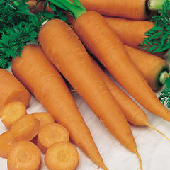 Vegetable Seed Collection  hi-res