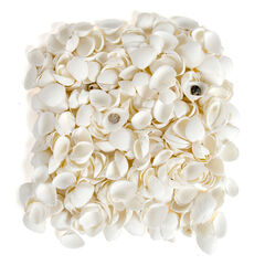 White Seashells 2.5l  hi-res