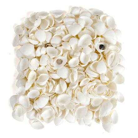 White Seashells 2.5l  hi\-res