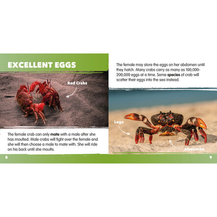 Seaside Topic Book Pack 10pk  hi\-res