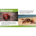 Seaside Topic Book Pack 10pk  hi\-res