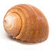 Basket of Sea Shells  hi\-res