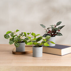 Artificial House Plants in Grey Pots 3pk  hi-res