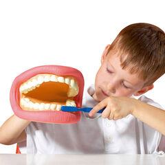 Giant Teeth and Toothbrush Model  hi-res