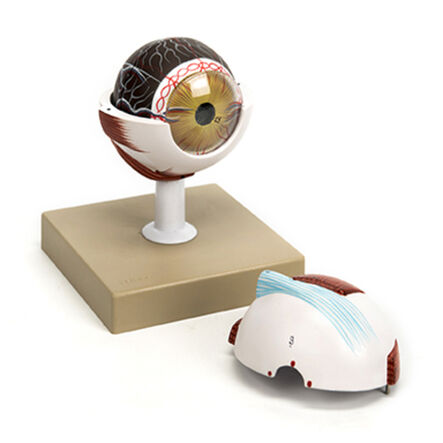 3x Life Size Human Eye Model  hi\-res