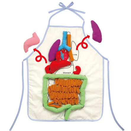 Human Anatomy Apron  hi\-res