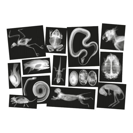 Polydron Animal X\-Rays and Picture Cards  hi\-res