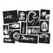 Polydron Animal X\-Rays and Picture Cards  hi\-res