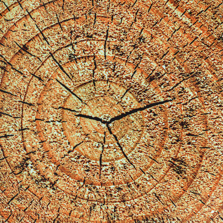 Learn about Nature Tree Stump Seat  hi\-res