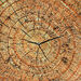 Learn about Nature Tree Stump Seat  hi\-res