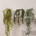 Trailing Plants in White Matt Ceramic Pots 3pk  hi\-res
