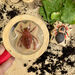 Yellow Door Small World Sensory Stone Insect 12pc  hi\-res