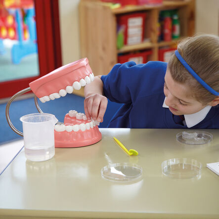 Set of Teeth Model  hi\-res