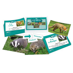 TTS Food Web - Activity Cards  hi-res