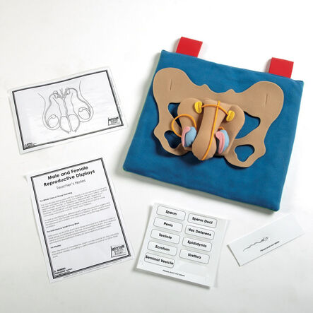 Reproductive Organ Display Vests  hi\-res